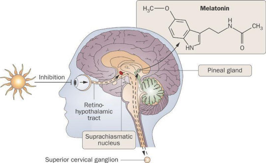 Molecular mechanisms that control the circadian rhythm