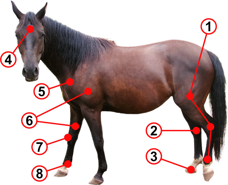 Diagram z koniem