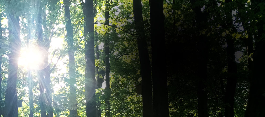 Trees and light